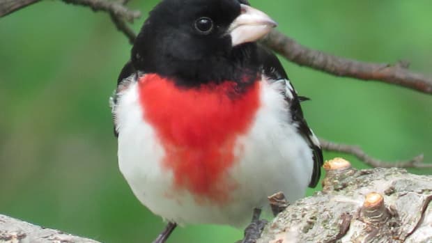 rose-breasted-grosbeak-facts-pictures-and-migration