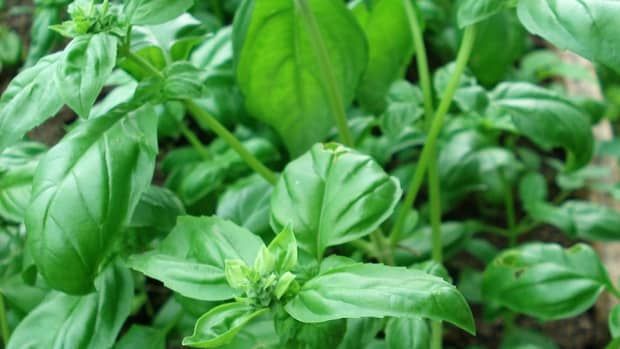 all-about-herbs-basil