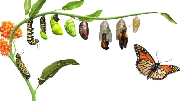 why-caterpillars-turn-into-butterflies