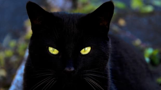 what-are-the-best-names-for-black-cats