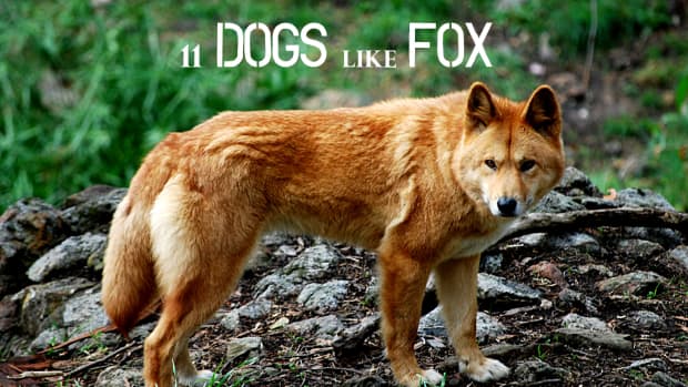 110-dogs-that-look-like-fox