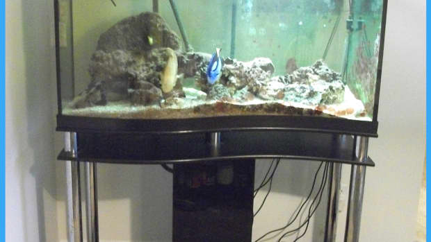 how-to-move-a-large-empty-glass-aquarium