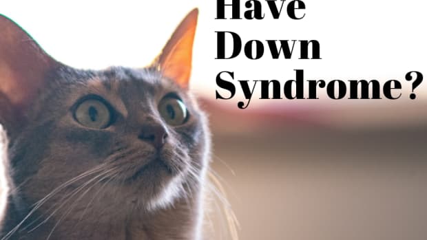 can-cats-have-down-syndrome-the-lowdown-on-feline-ds