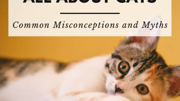 cats-five-common-misconceptions