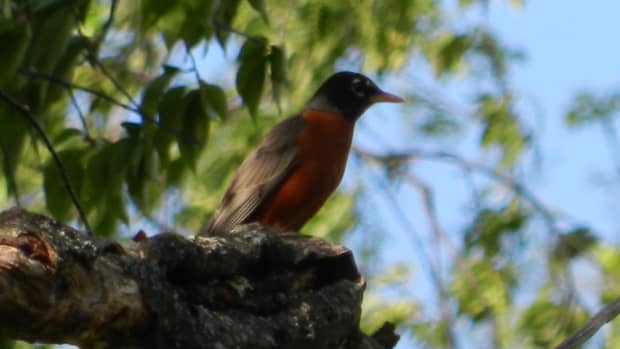 american-robin-facts