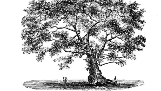 the-charter-oak