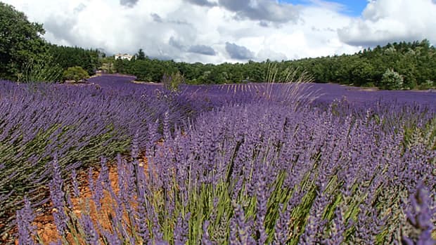 southern-france-lavender-festival-in-sault-provence