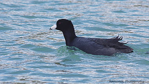 the-american-coot-interesting-facts-and-information