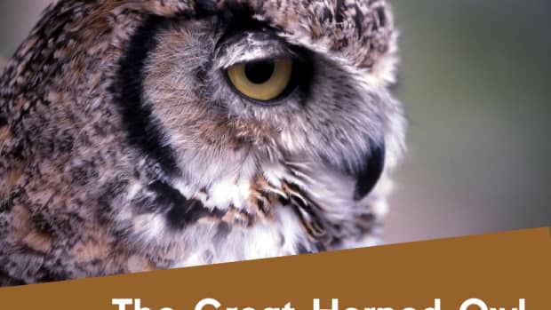 the-great-horned-owl