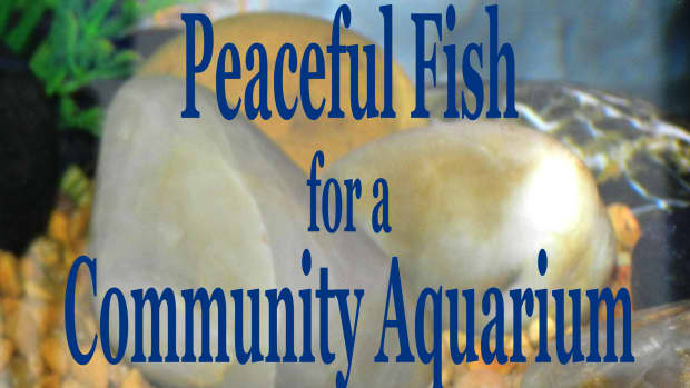 peaceful-community-fish-for-a-freshwater-aquarium