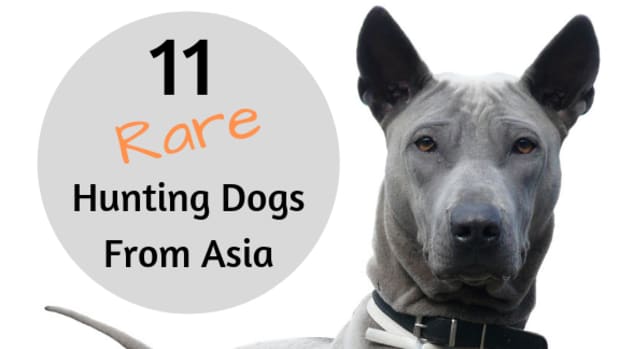 11-unrecognized-hound-dogs-from-asian-countries