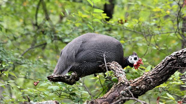 the-guinea-fowl-interesting-facts-and-information