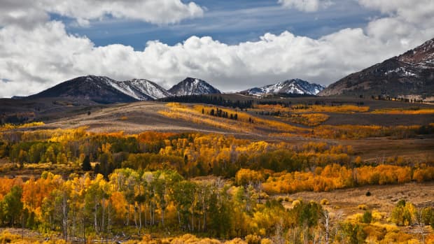 how-to-distinguish-a-quaking-aspen-from-a-white-birch