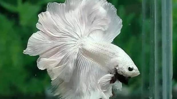 all-about-betta-fish