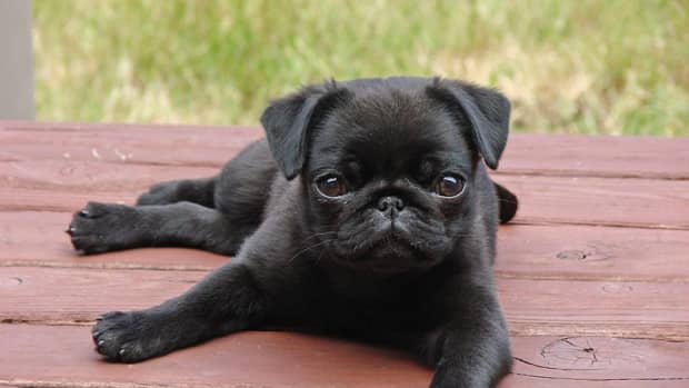 names-for-black-puppies