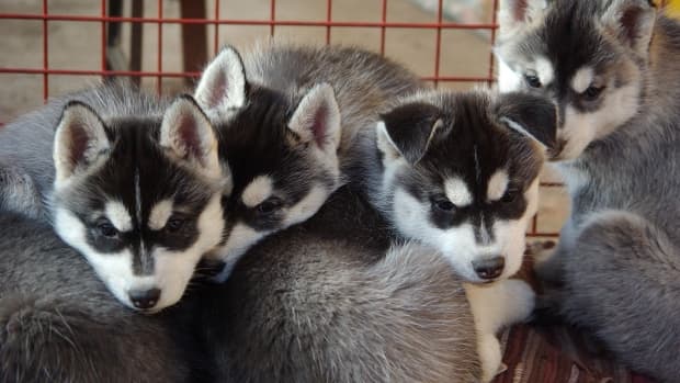5-things-to-keep-in-mind-when-buying-a-purebred-puppy-from-a-breeder