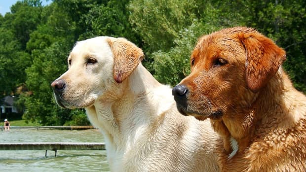 obesity-appetite-and-a-mutation-in-labrador-retrievers