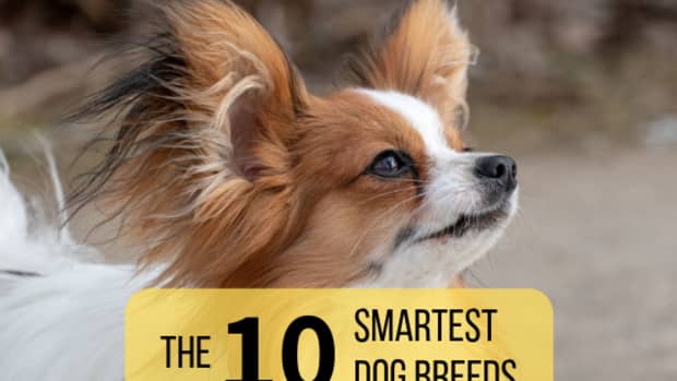 top-10-smartest-dog-breeds-list-and-information