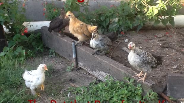 raising-chickens-the-pet-that-pays-for-itself