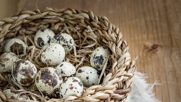 how-do-i-use-one-dozen-quail-eggs