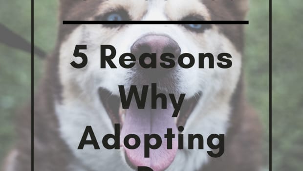 5-reasons-to-adopt-a-dog-for-trying-to-conceive-ttc-couples