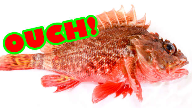 stung-by-a-scorpionfish-or-lionfish-heres-what-to-expect