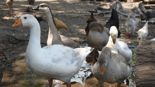 raising-geese-in-your-backyard