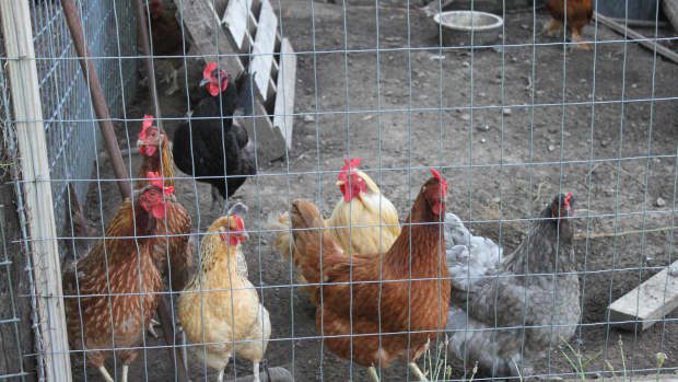a-guide-to-keeping-chickens-in-confinement