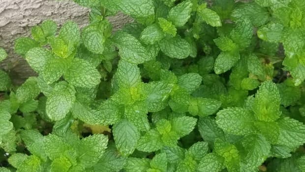 ways-to-use-mint-leaves-from-your-garden