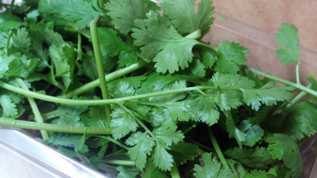 exploring-cilantro-the-love-it-or-hate-it-herb