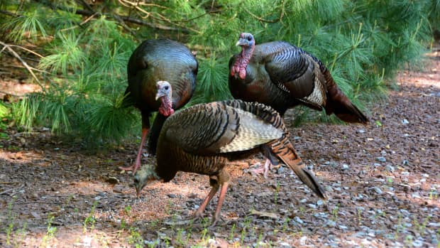 5-myths-about-eating-wild-game