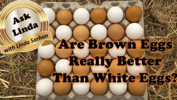are-brown-eggs-better-than-white-eggs