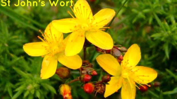 the-uses-benefits-and-dangers-of-st-johns-wort
