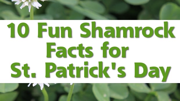 shamrock-facts