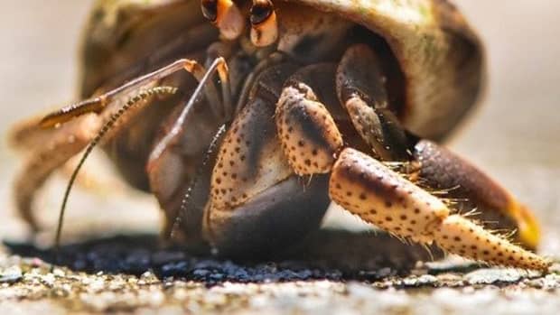 hermit-crab-care-myths