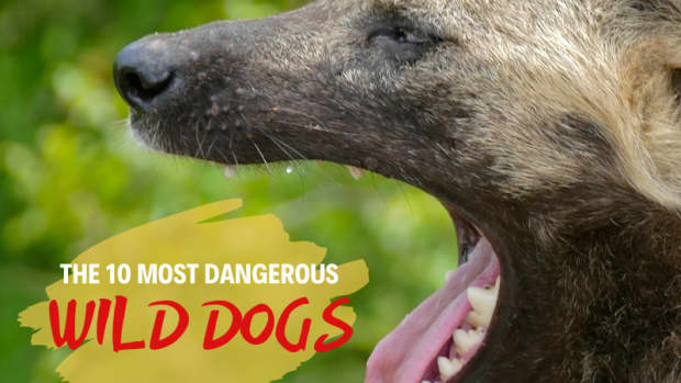 top-10-most-dangerous-wild-dogs-yet-not-domesticated