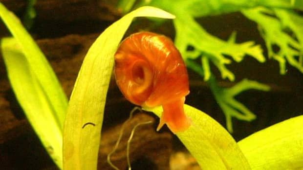 how-to-control-pest-snails-in-a-fish-tank