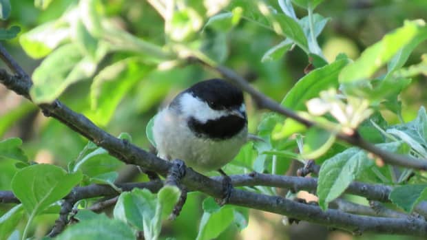 Blue Jay Facts, Pictures, and Behavior - Owlcation