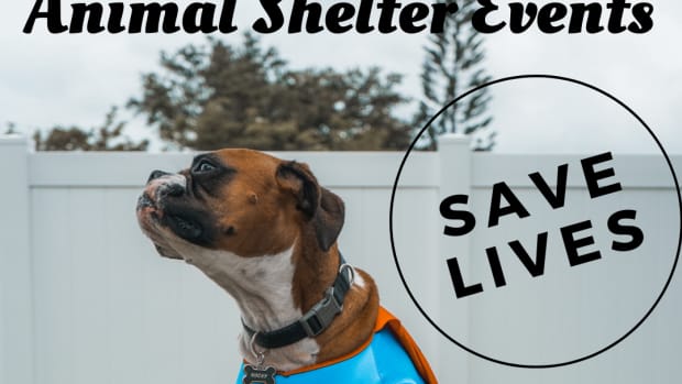 shelter-begins-new-year-with-high-hopes-for-increased-community-support