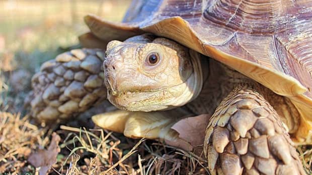 Slow and Steady: 6 Facts About Tortoises - Owlcation