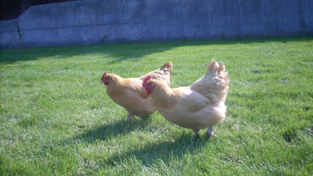 growing-your-own-chicken-feed