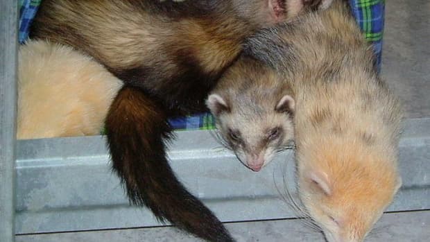 is-a-ferret-the-right-pet-for-you