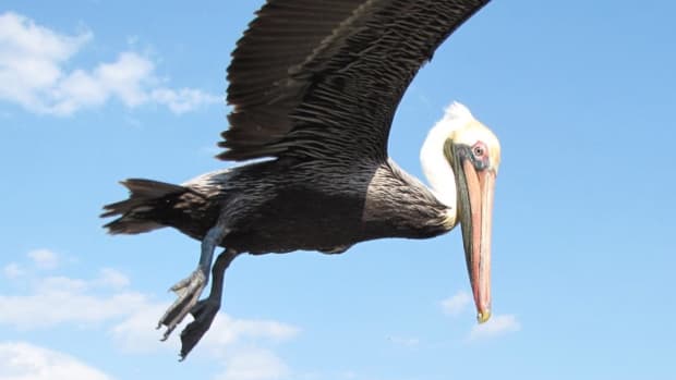 visiting-the-pelican-island-national-wildlife-refuge-vero-beach-florida