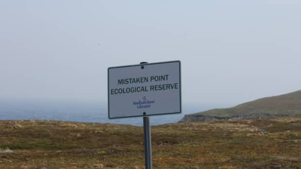 mistaken-point-ecological-reserve-the-oldest-creatures-on-earth-preserved-on-canadas-east-coast