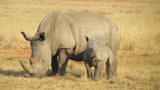 the-endangered-rhino