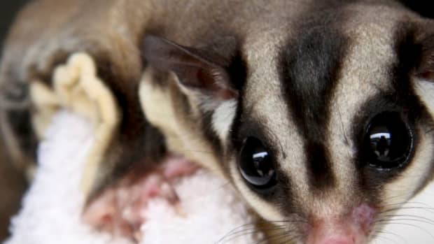 sugar-gliders-general-info-and-pet-keeping