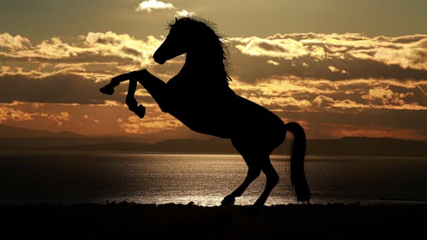 black-desert-online-horse-taming-guide