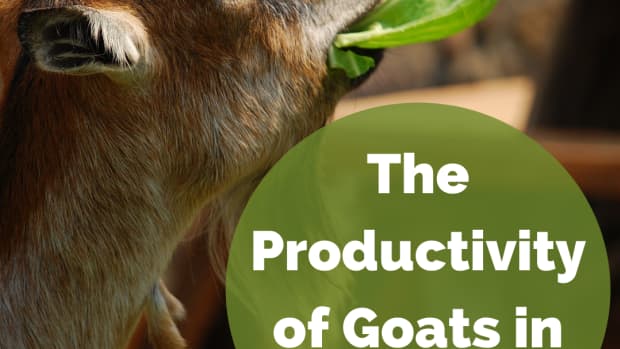 goats-in-farming