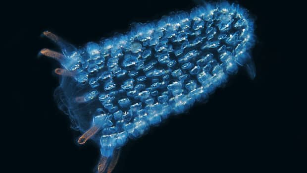 pyrosomes-mysterious-and-bioluminescent-marine-animals