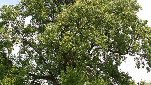 tulip-poplar-tree-facts-uses-and-planting-tips
